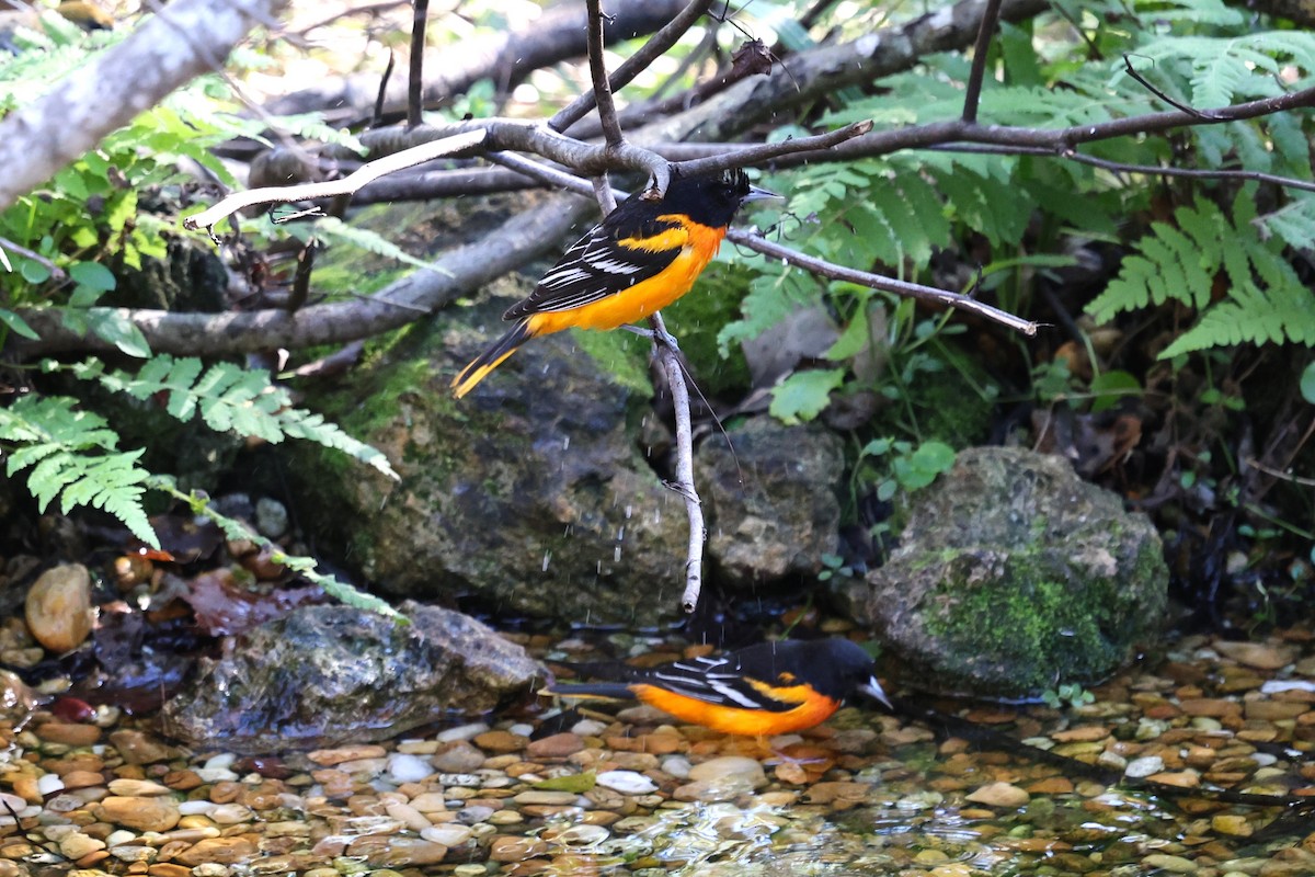 Baltimoretrupial - ML646793993