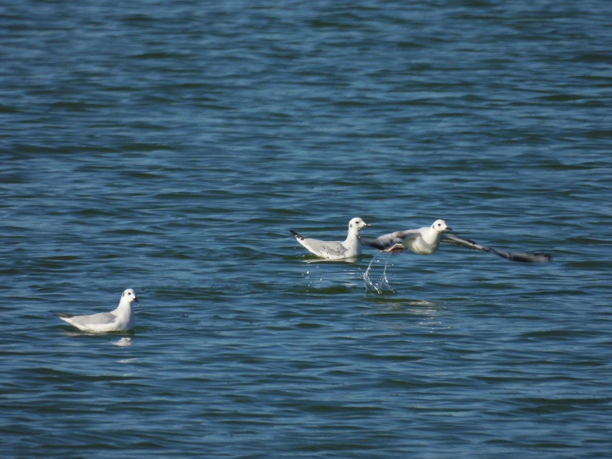 Bonaparte's Gull - ML646793994