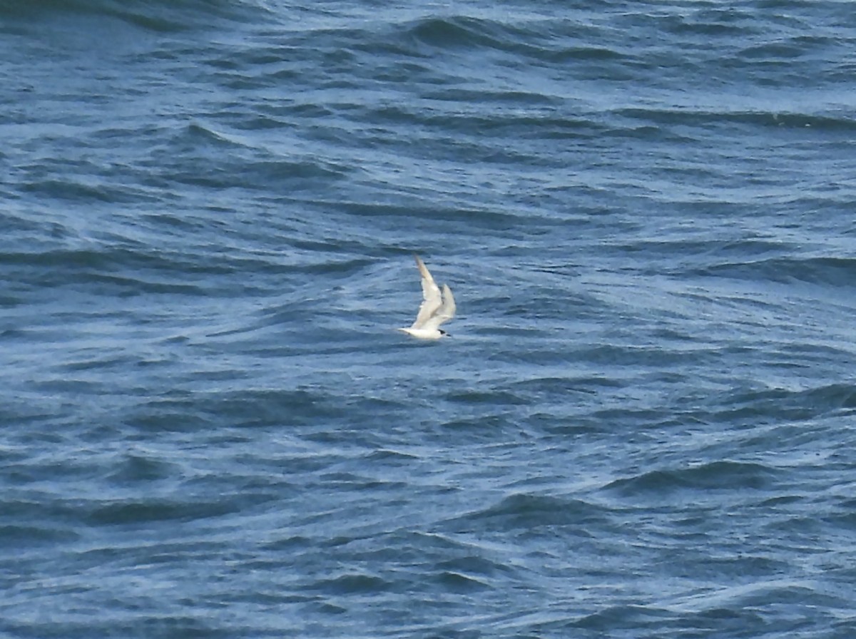 Common Tern - ML646793998