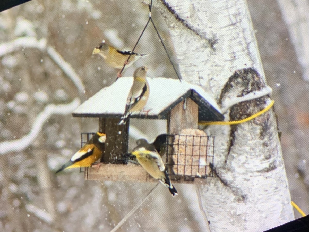 Evening Grosbeak - ML646793999