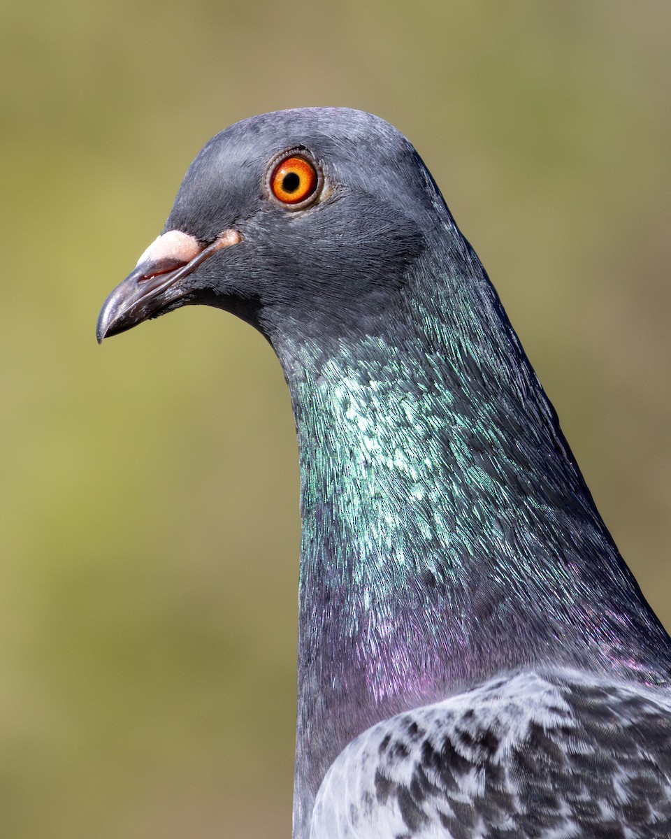 Rock Pigeon (Feral Pigeon) - ML646794004