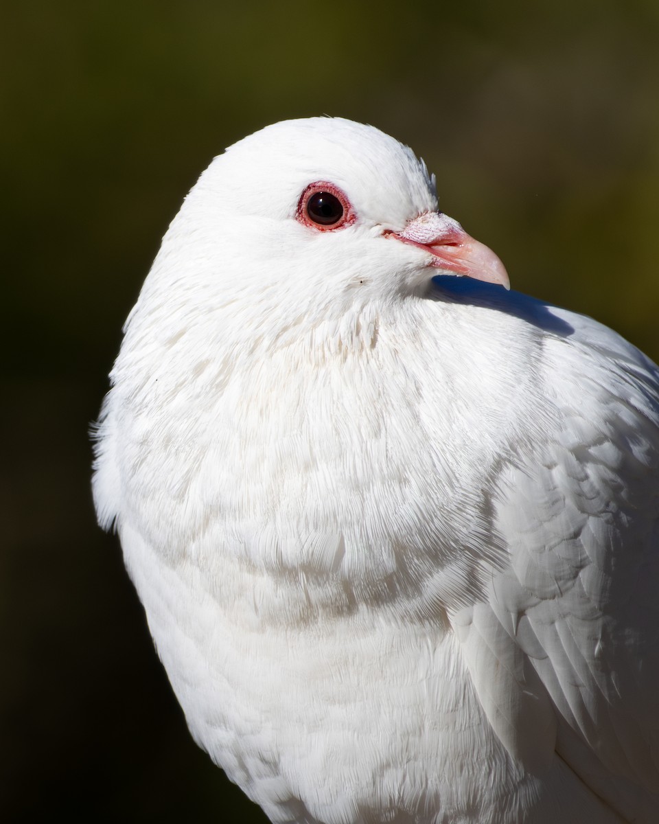 Rock Pigeon (Feral Pigeon) - ML646794005