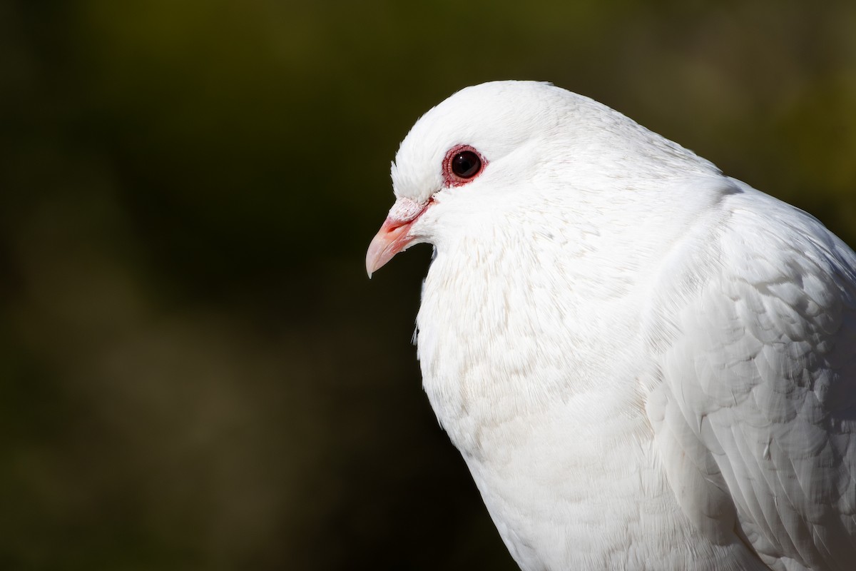 Rock Pigeon (Feral Pigeon) - ML646794006