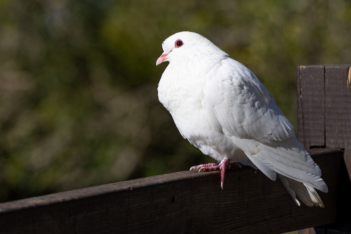 Rock Pigeon (Feral Pigeon) - ML646794007