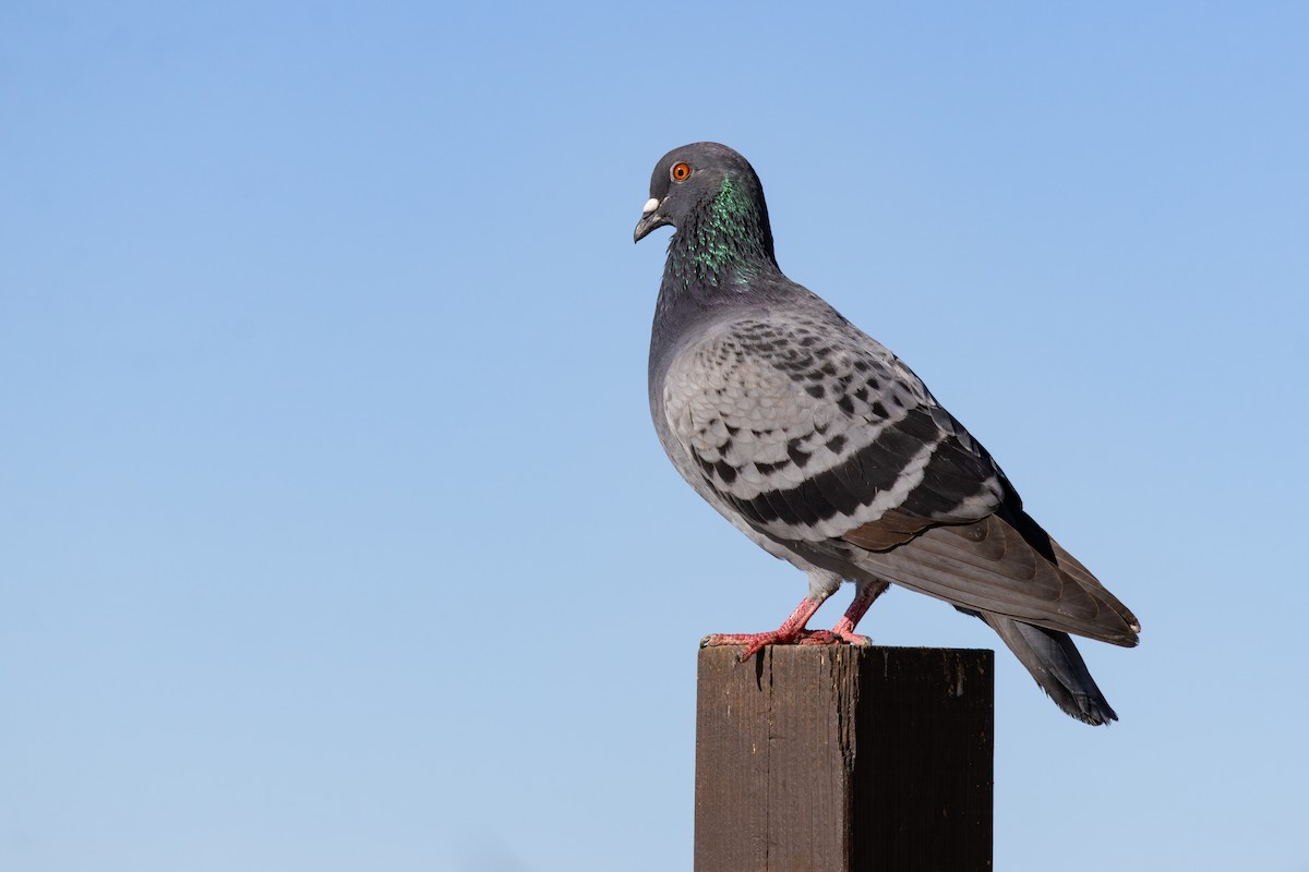 Rock Pigeon (Feral Pigeon) - ML646794008
