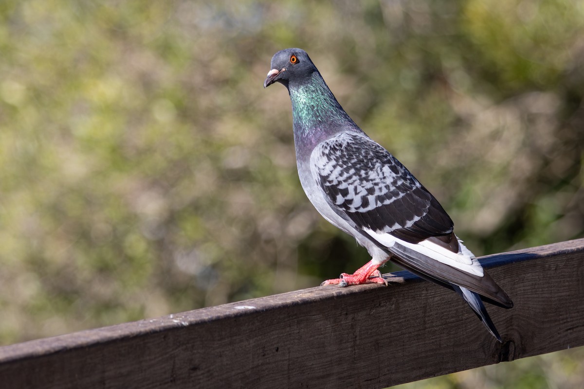 Rock Pigeon (Feral Pigeon) - ML646794009