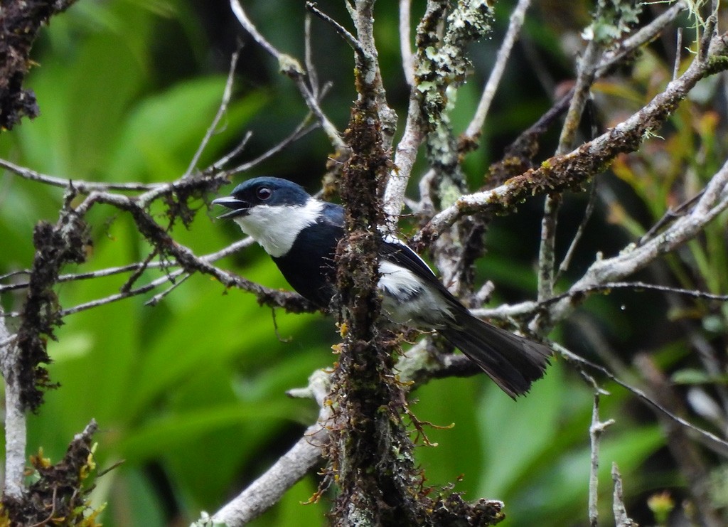 Мухоловковая ванга - ML646794010