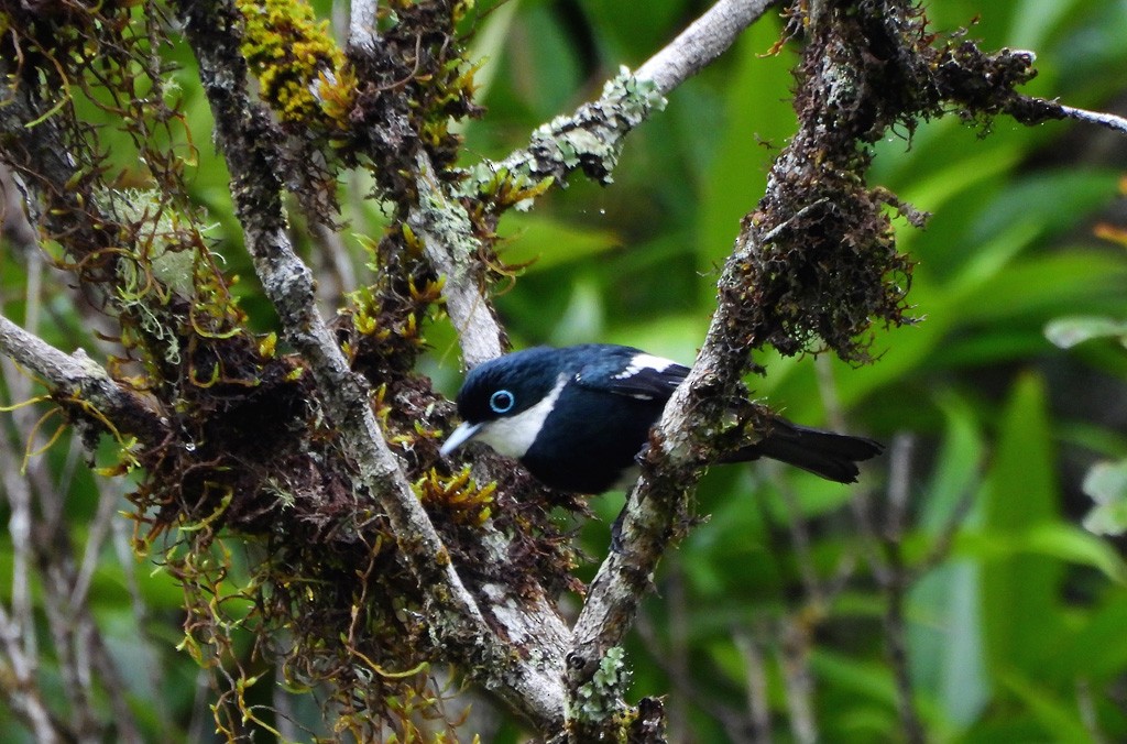 Мухоловковая ванга - ML646794011