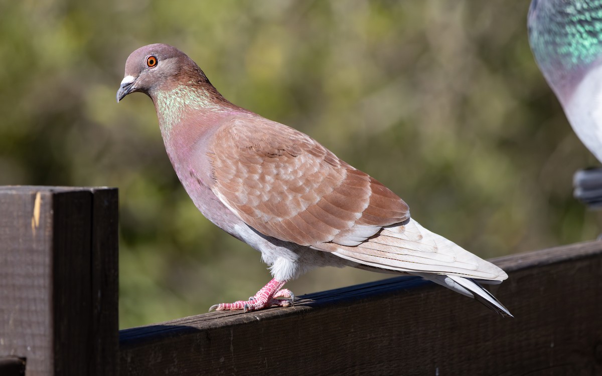 Rock Pigeon (Feral Pigeon) - ML646794012