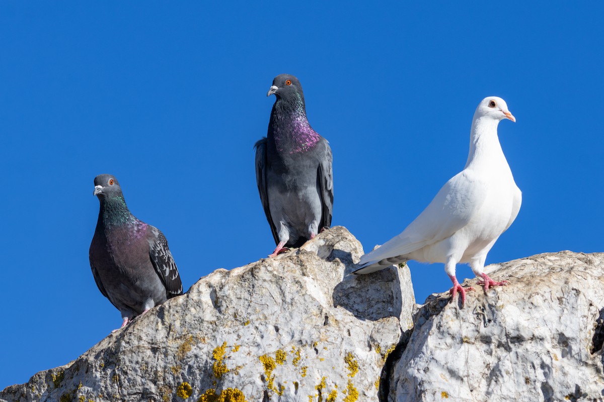 Rock Pigeon (Feral Pigeon) - ML646794014