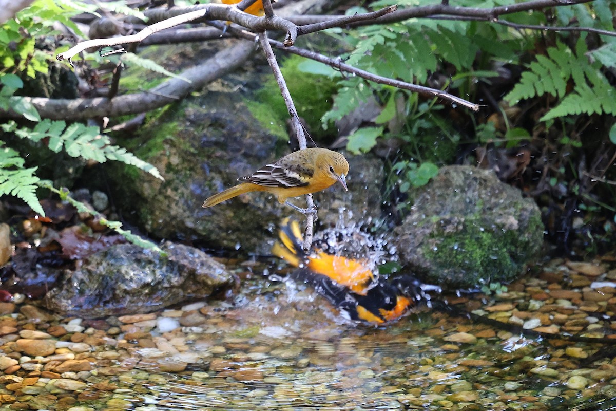 Baltimoretrupial - ML646794016