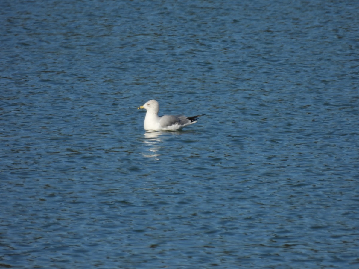 Ring-billed Gull - ML646794019