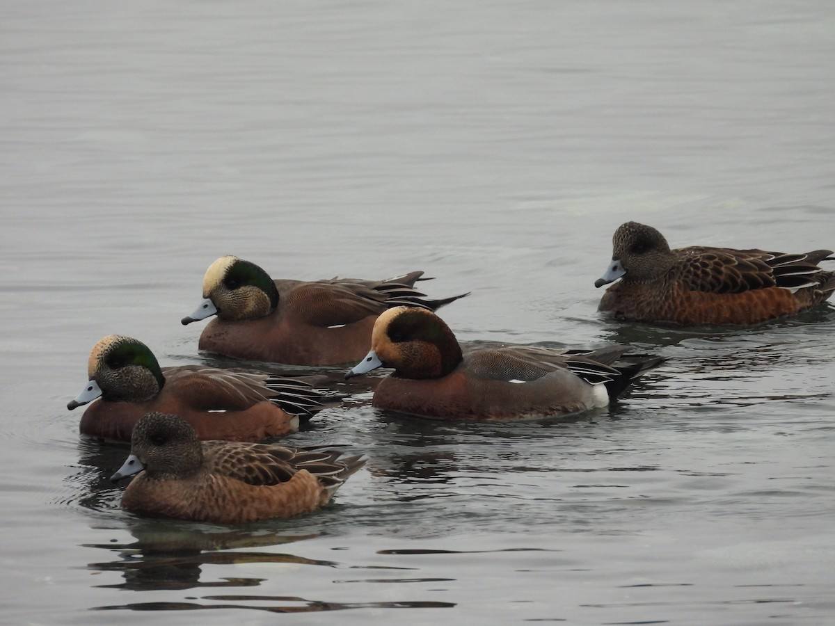 Свищ євразійський х свищ американський - ML646794020