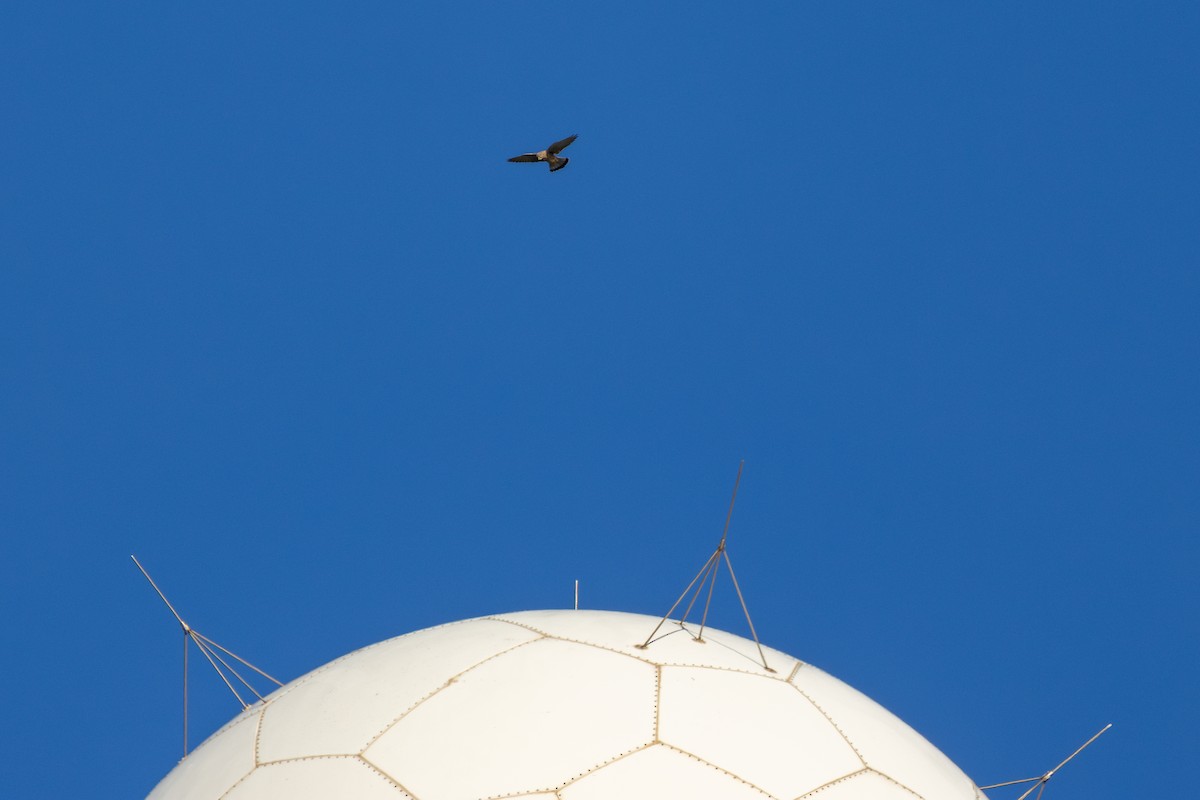 Eurasian Kestrel - ML646794021