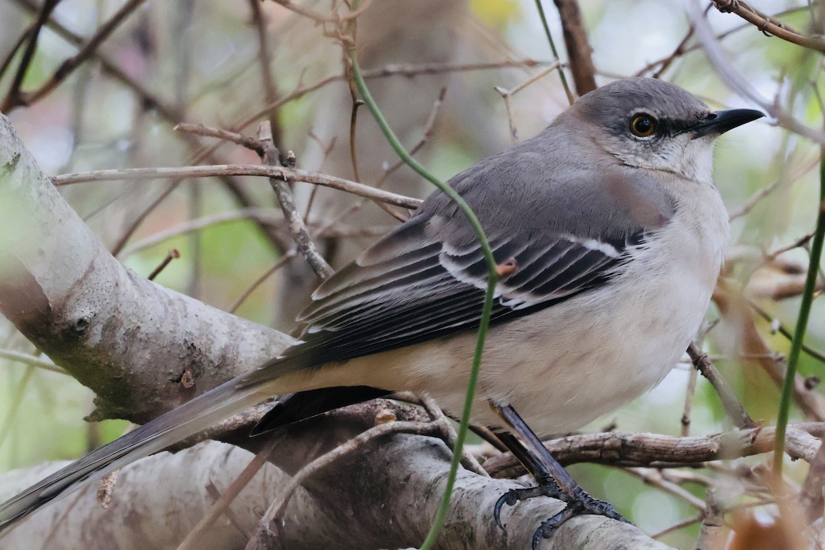 Northern Mockingbird - ML646794022