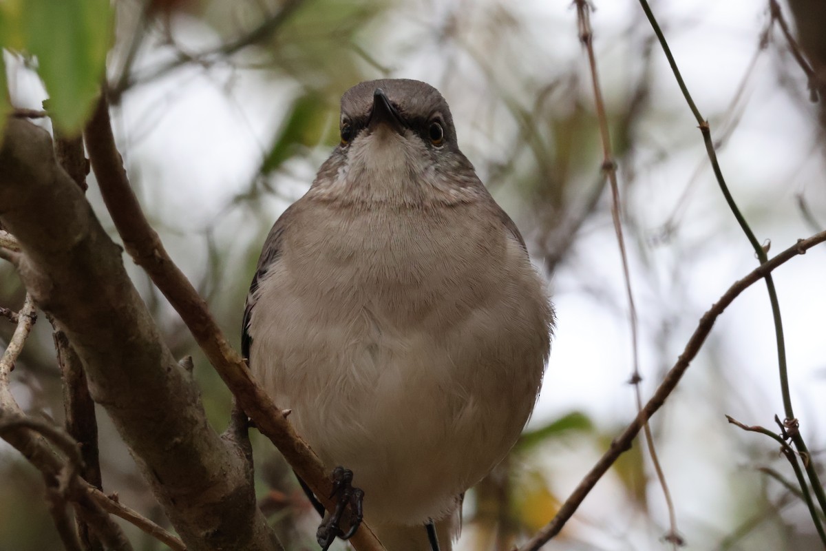 Northern Mockingbird - ML646794023