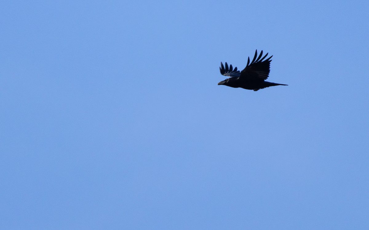 Common Raven - ML646794024