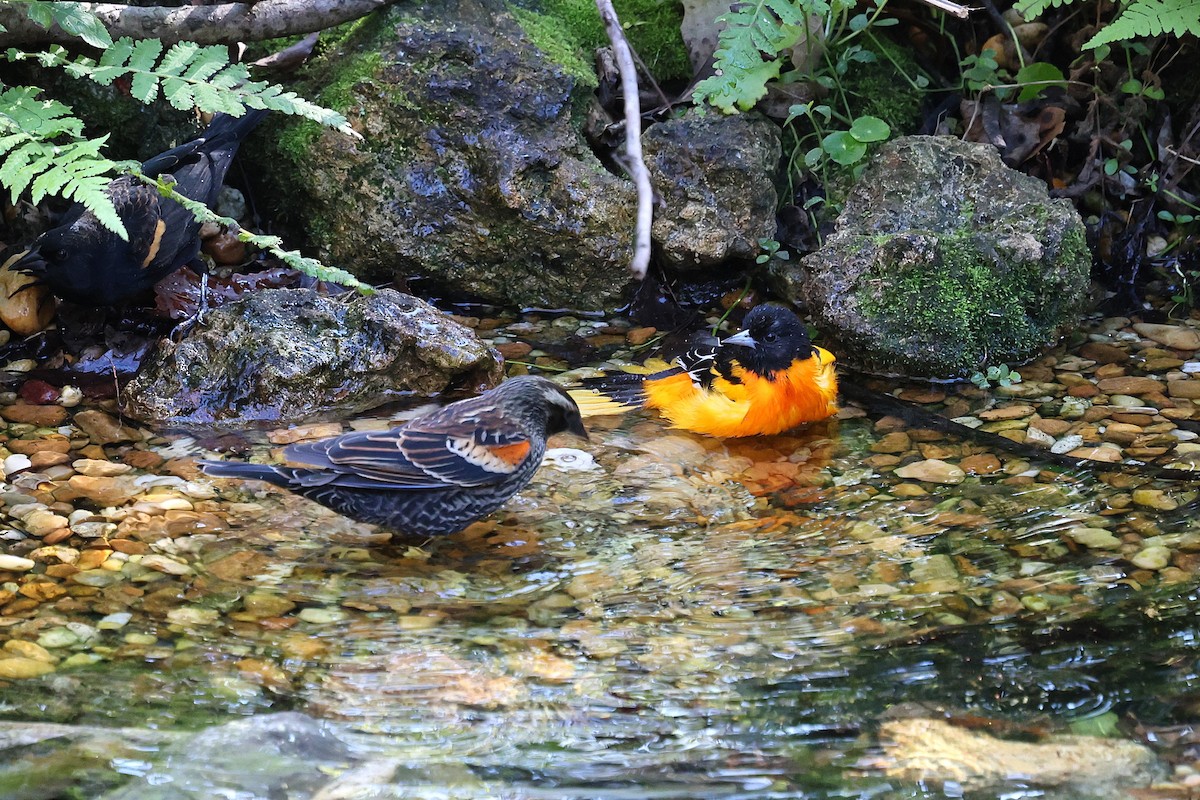 Baltimoretrupial - ML646794025