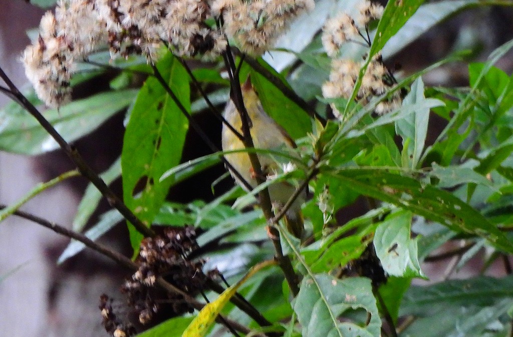 Серошейная эресса - ML646794026