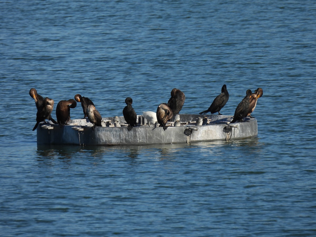 Double-crested Cormorant - ML646794027