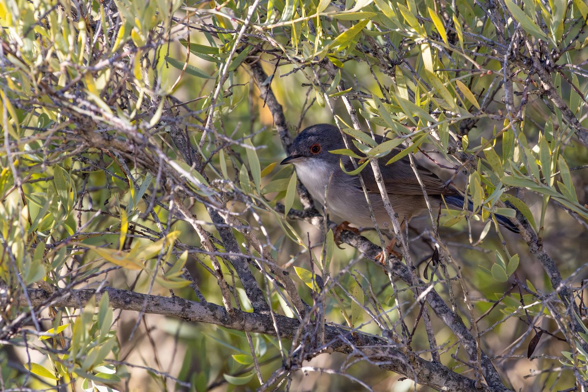 Sardinian Warbler - ML646794029