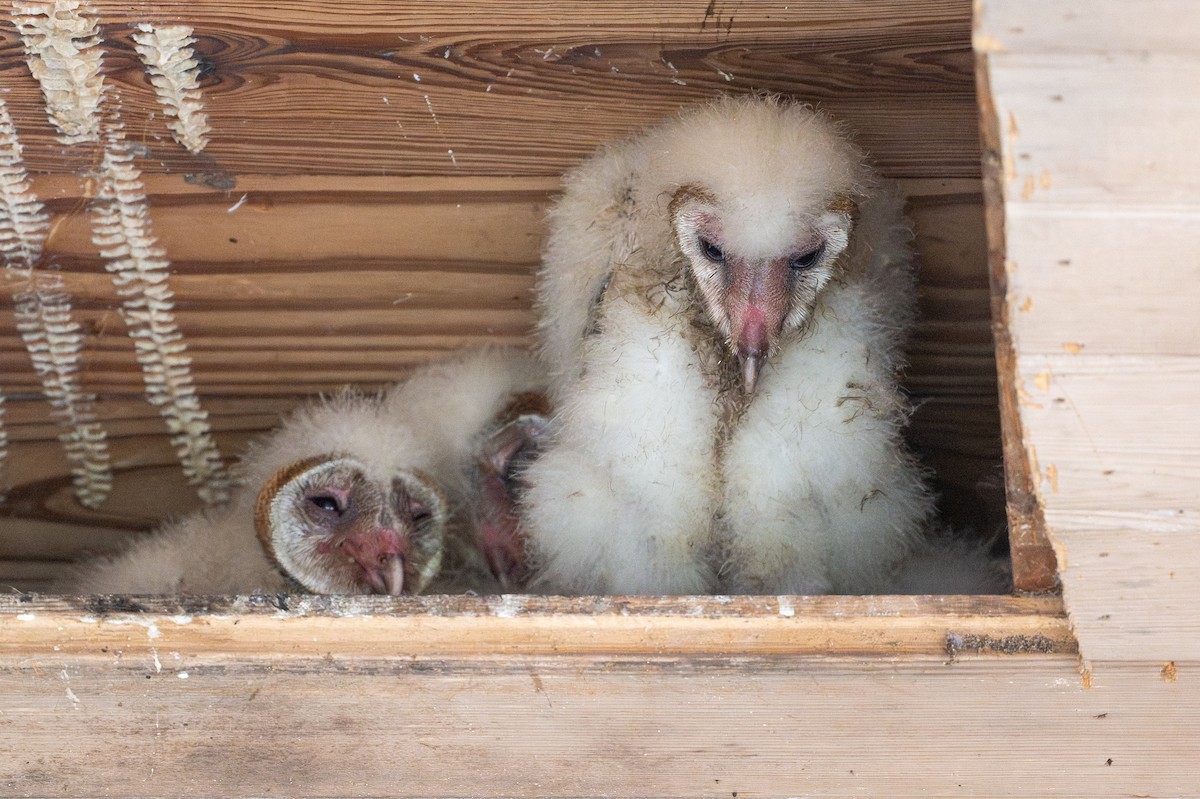 Amerikaschleiereule - ML646794030