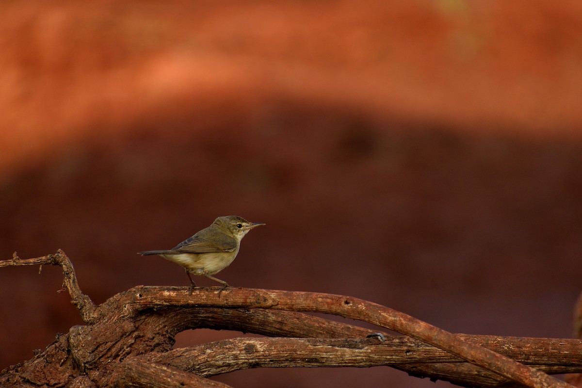 sedmihlásek malý - ML646794031