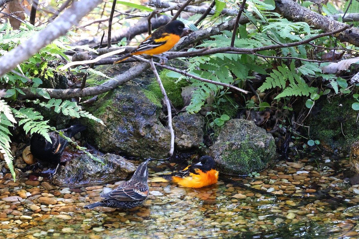 Baltimoretrupial - ML646794032