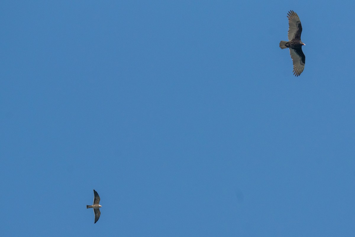 Миссисипский коршун - ML646794034