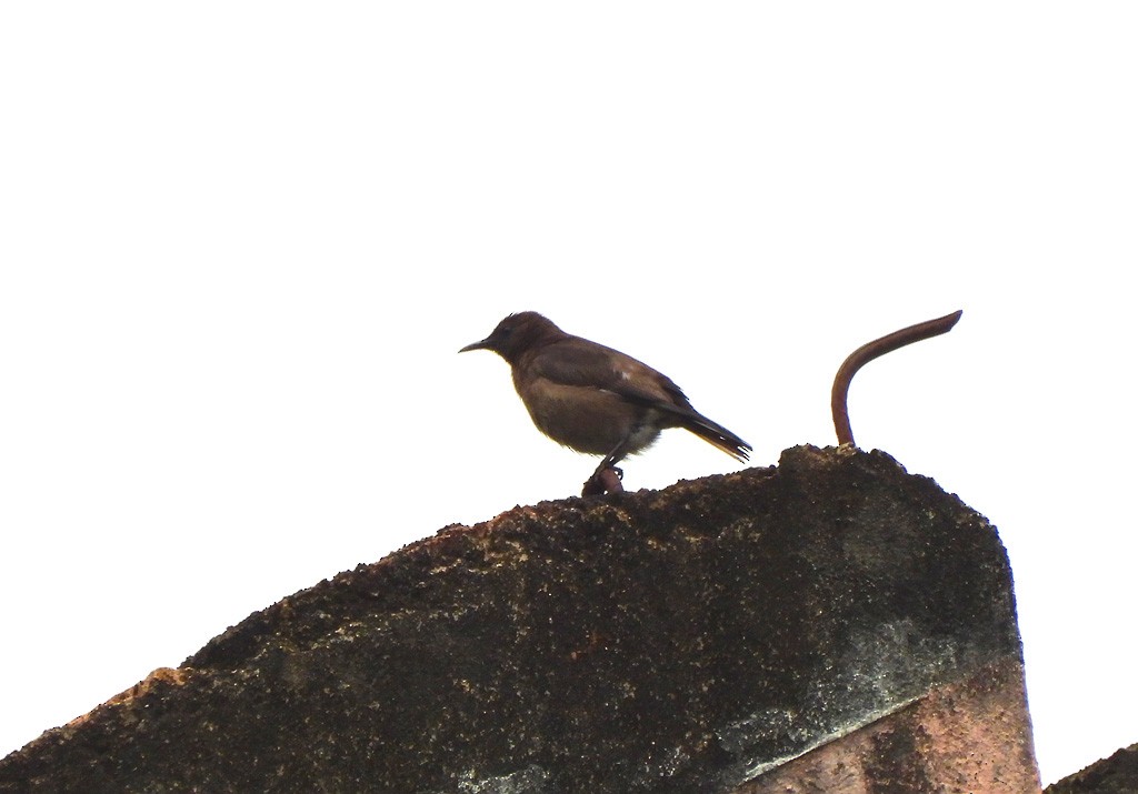 Мадагаскарский скворец - ML646794035