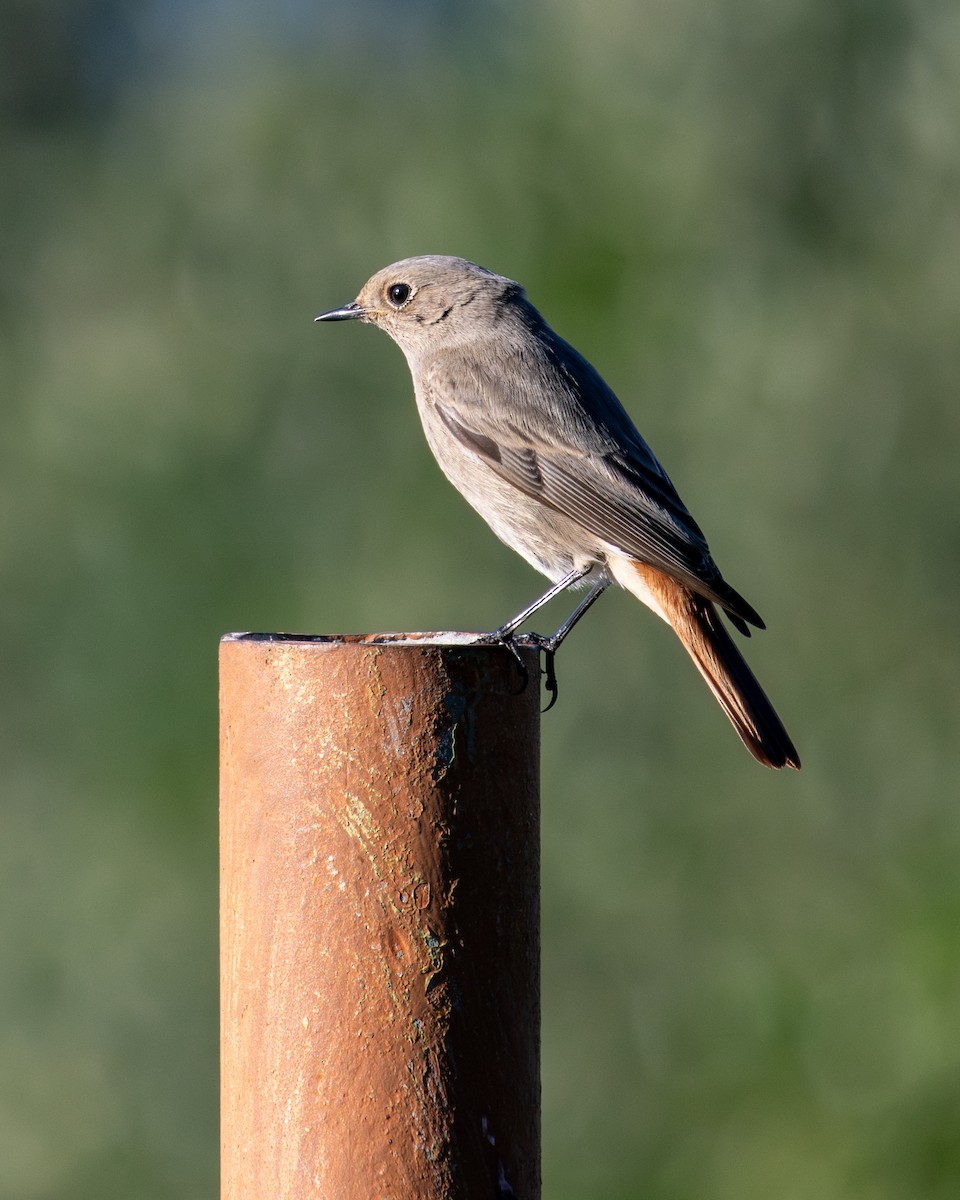 Black Redstart - ML646794036