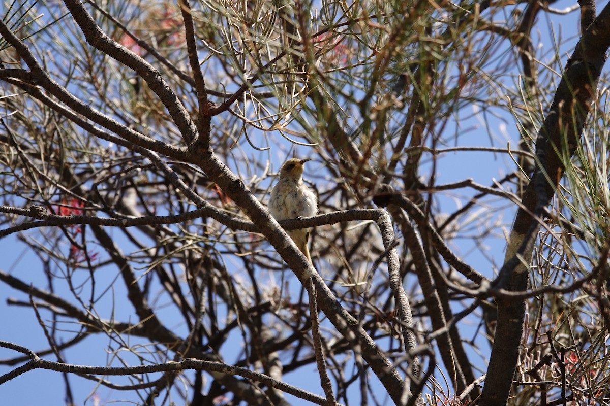 Brown Honeyeater - ML646794041