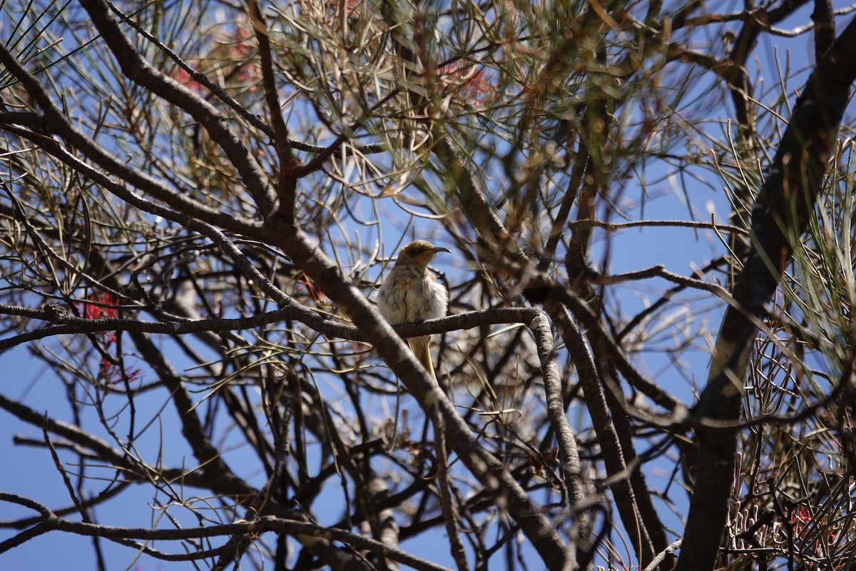 Brown Honeyeater - ML646794042