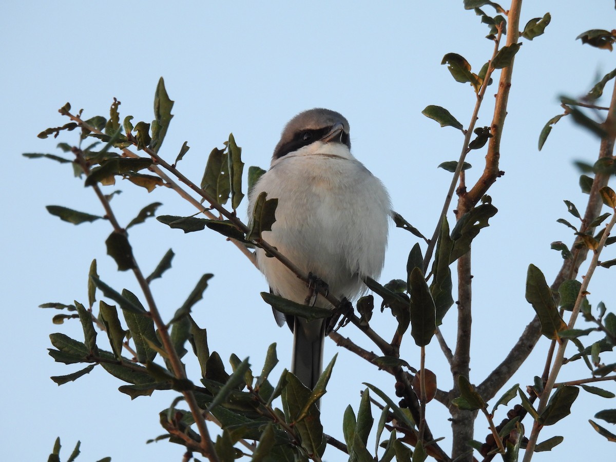 Loggerhead Shrike - ML646794044