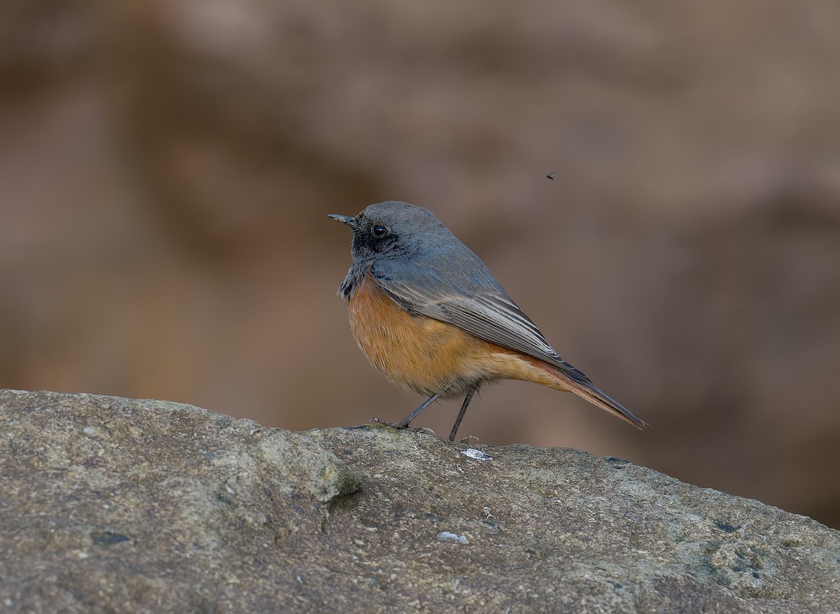 クロジョウビタキ（ochruros グループ） - ML646794045