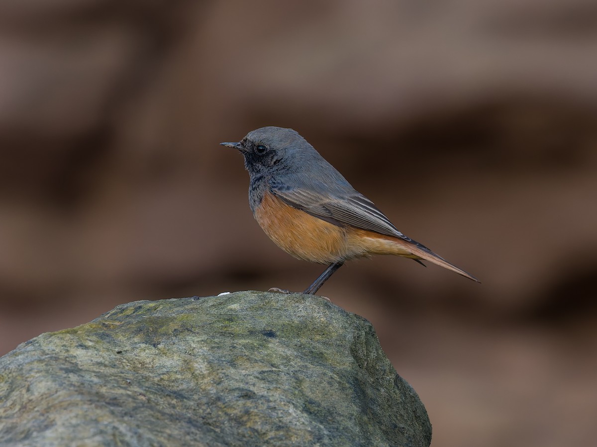 クロジョウビタキ（ochruros グループ） - ML646794046