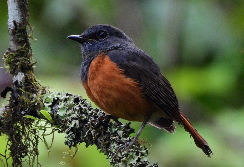 Мадагаскарский каменный дрозд - ML646794057