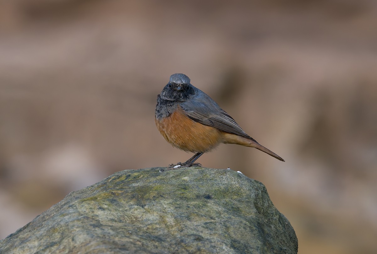 クロジョウビタキ（ochruros グループ） - ML646794067