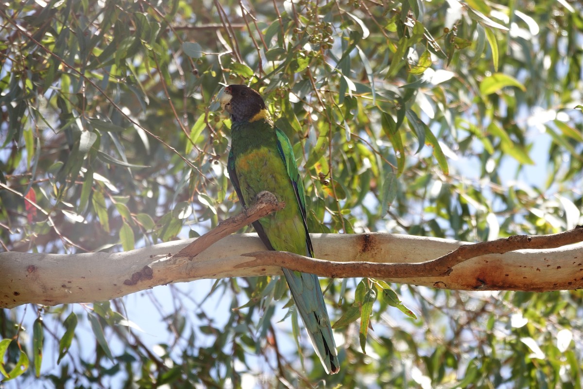 Australian Ringneck (Twenty-eight) - ML646794070