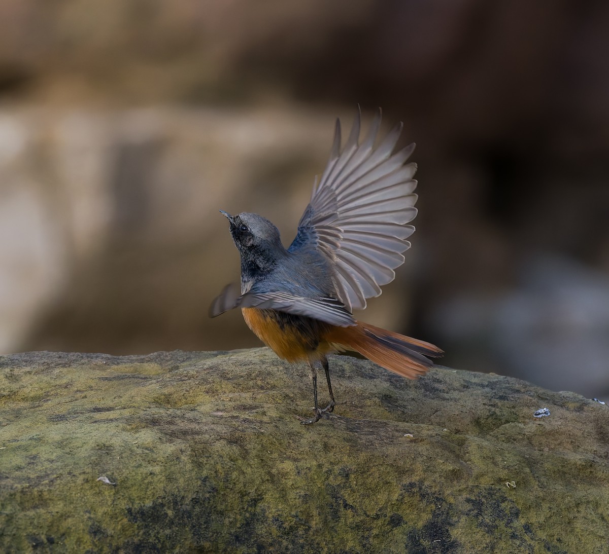 クロジョウビタキ（ochruros グループ） - ML646794071