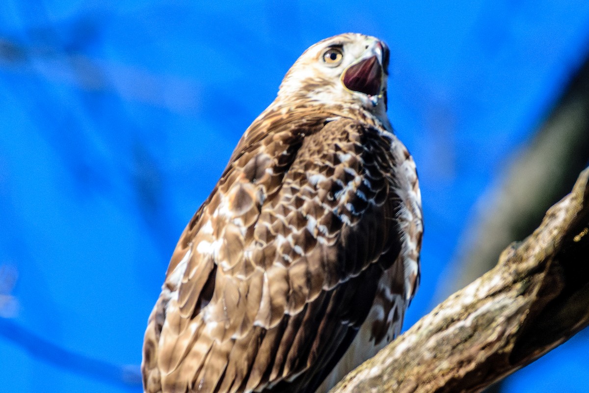 Red-tailed Hawk - ML646794074