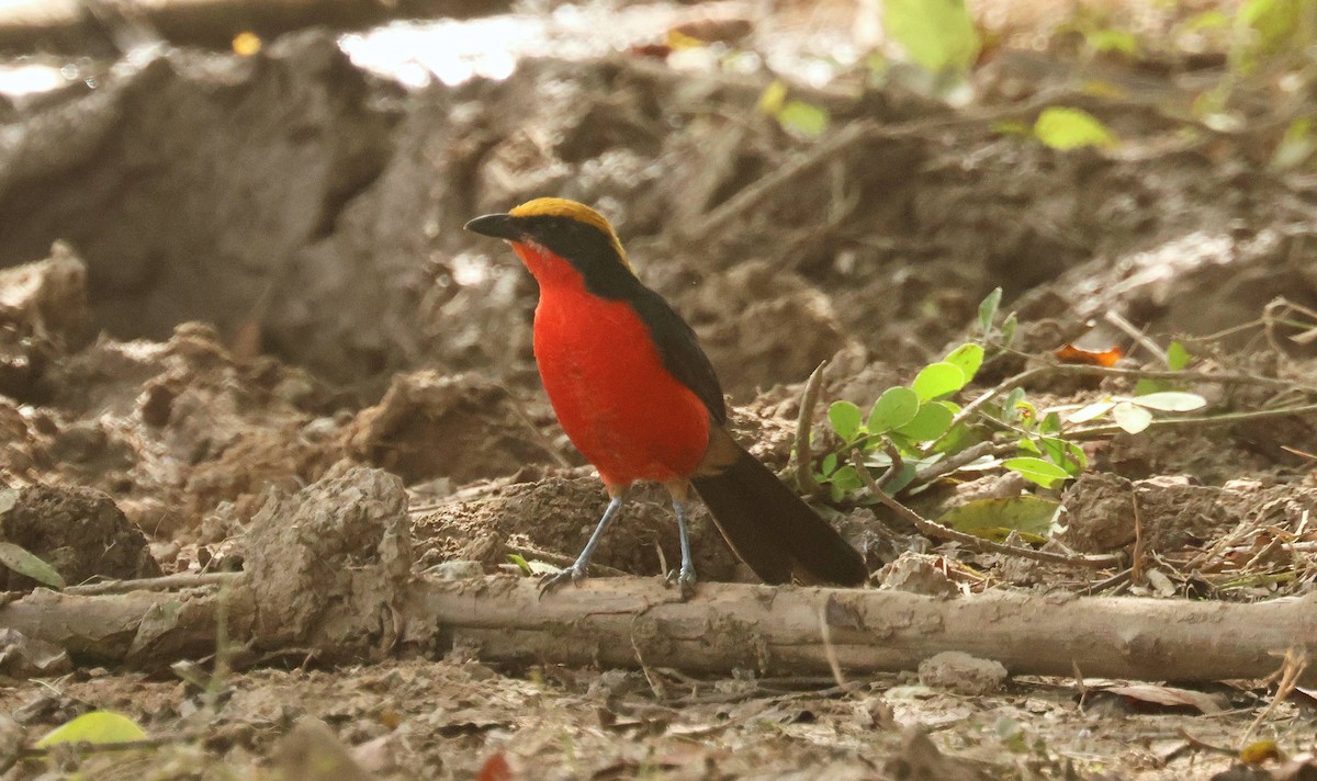 gulkronegonolek - ML646794078