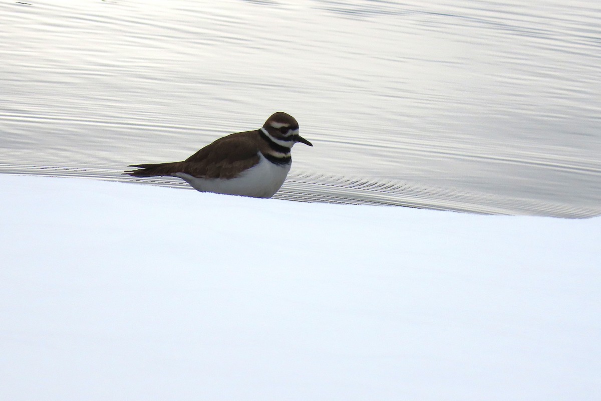 tobeltelo - ML646794079