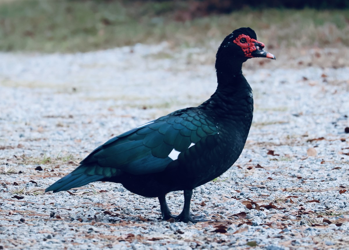 moskusand (domestisert knoppand) - ML646794084