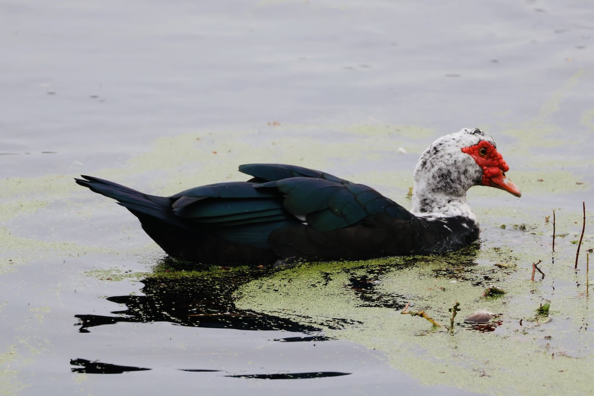 moskusand (domestisert knoppand) - ML646794085