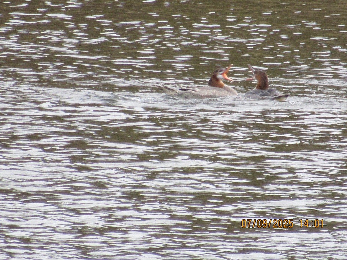 laksand (americanus) - ML646794086