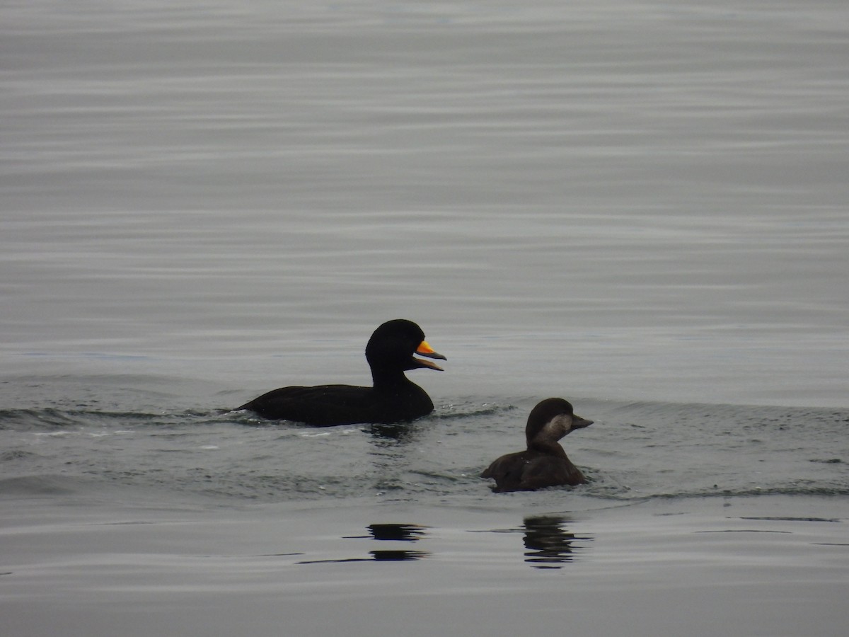 amerikasvartand - ML646794087