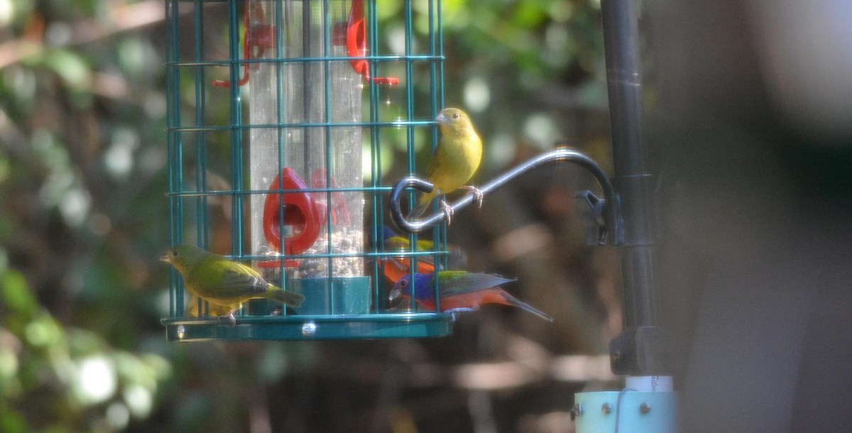 pavespurv - ML646794088