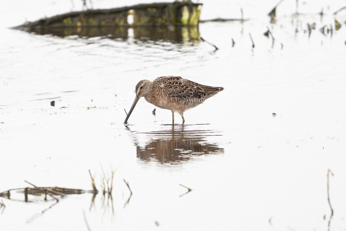 langnebbekkasinsnipe - ML646794089