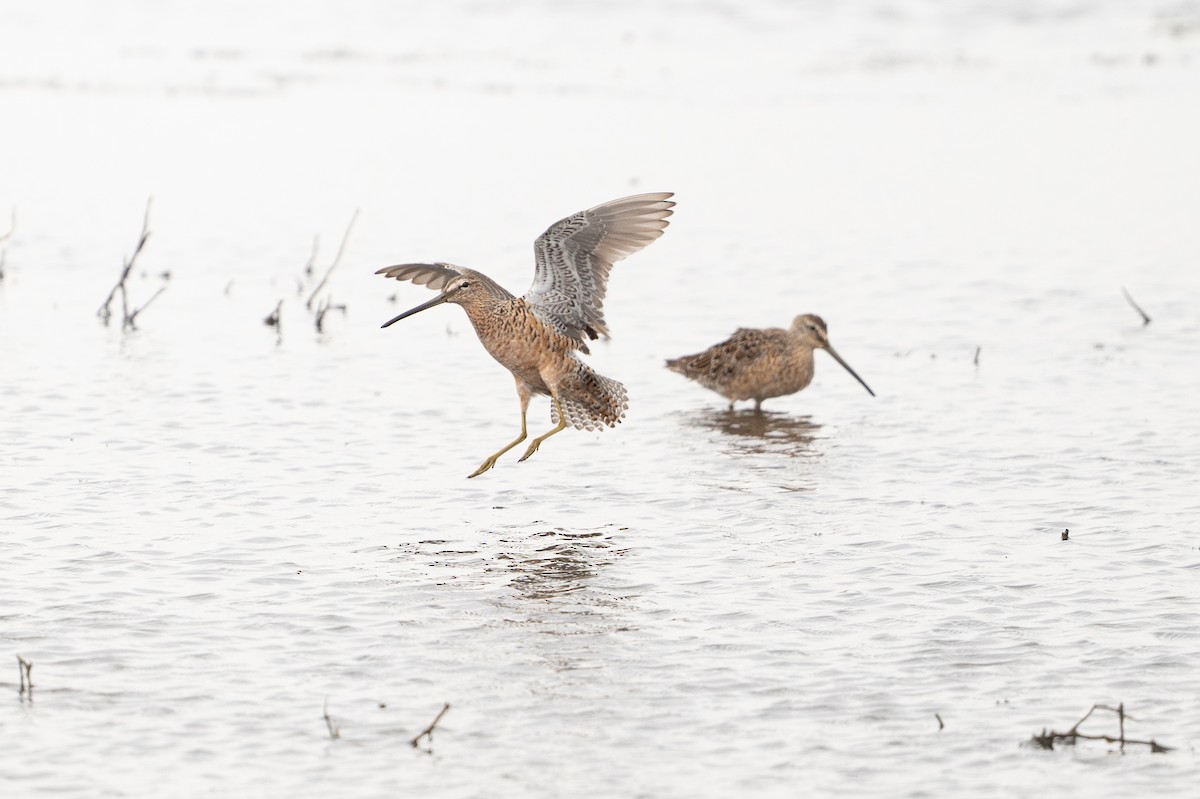 langnebbekkasinsnipe - ML646794090